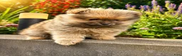Pomeriaan honden te koop: Pomeriaan pups  - Advertentie 12