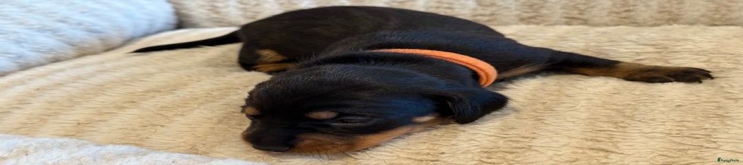 Pup oranje