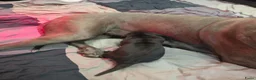 Duitse Dog honden te koop: Duitse dog teefje - Advertentie 8