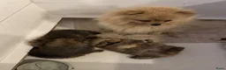 Pomeriaan honden te koop: 3 prachtige Pomeriaan pups  - Advertentie 2