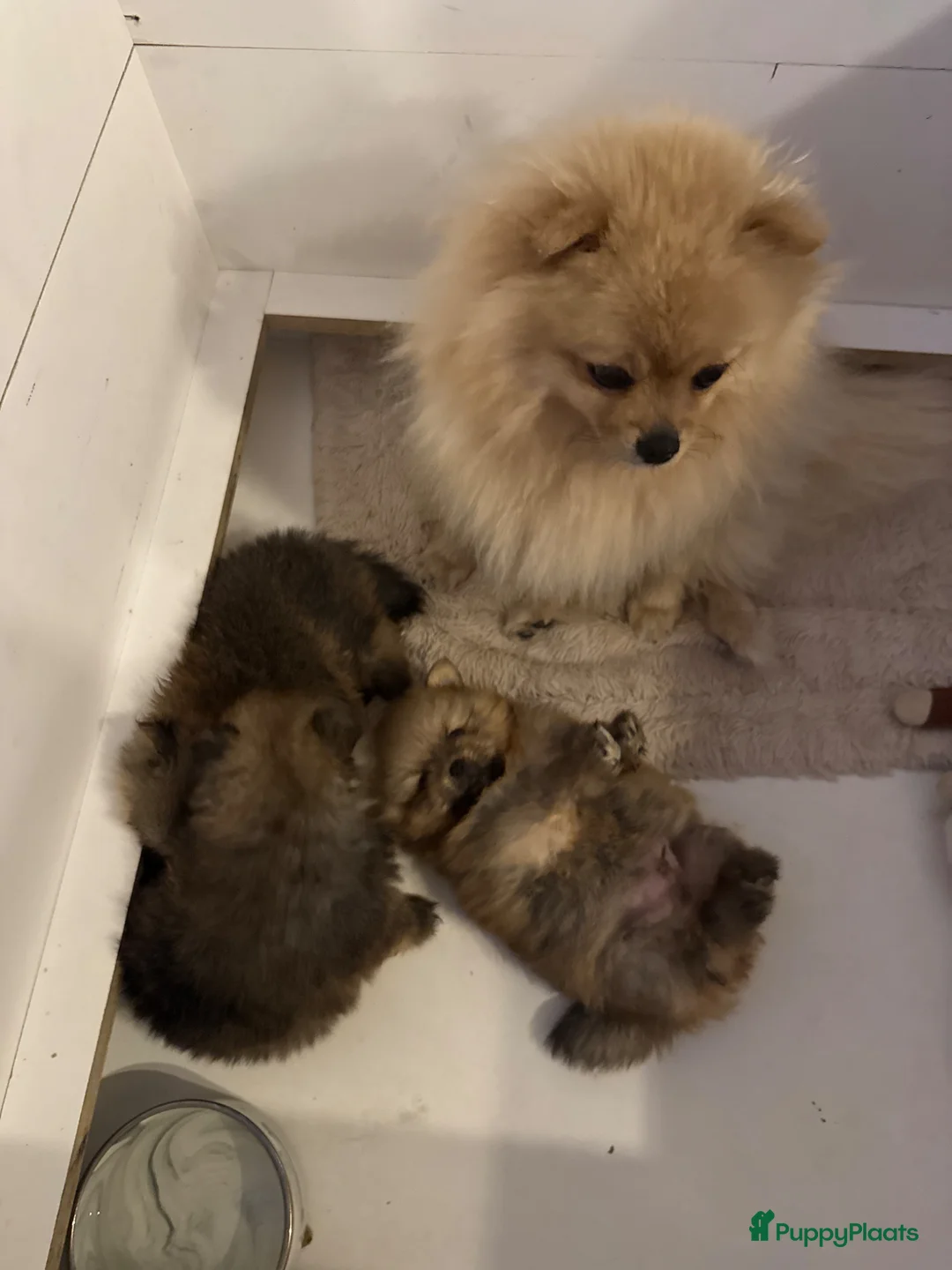 Pomeriaan honden te koop: 3 prachtige Pomeriaan pups  - Advertentie 2