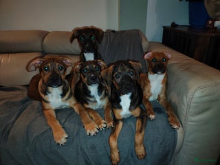 Kruising honden Amerikaanse Stafford x Hongaarse windhond - Advertentie 1