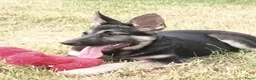 Duitse Herder honden te koop: Prachtige Oost Europese herder pups met Stamboom - Advertentie 4