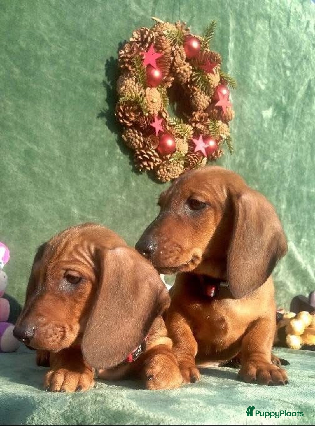 Teckel (korthaar)  honden te koop: Prachtige kortharige teckel pups reu  - Advertentie 3