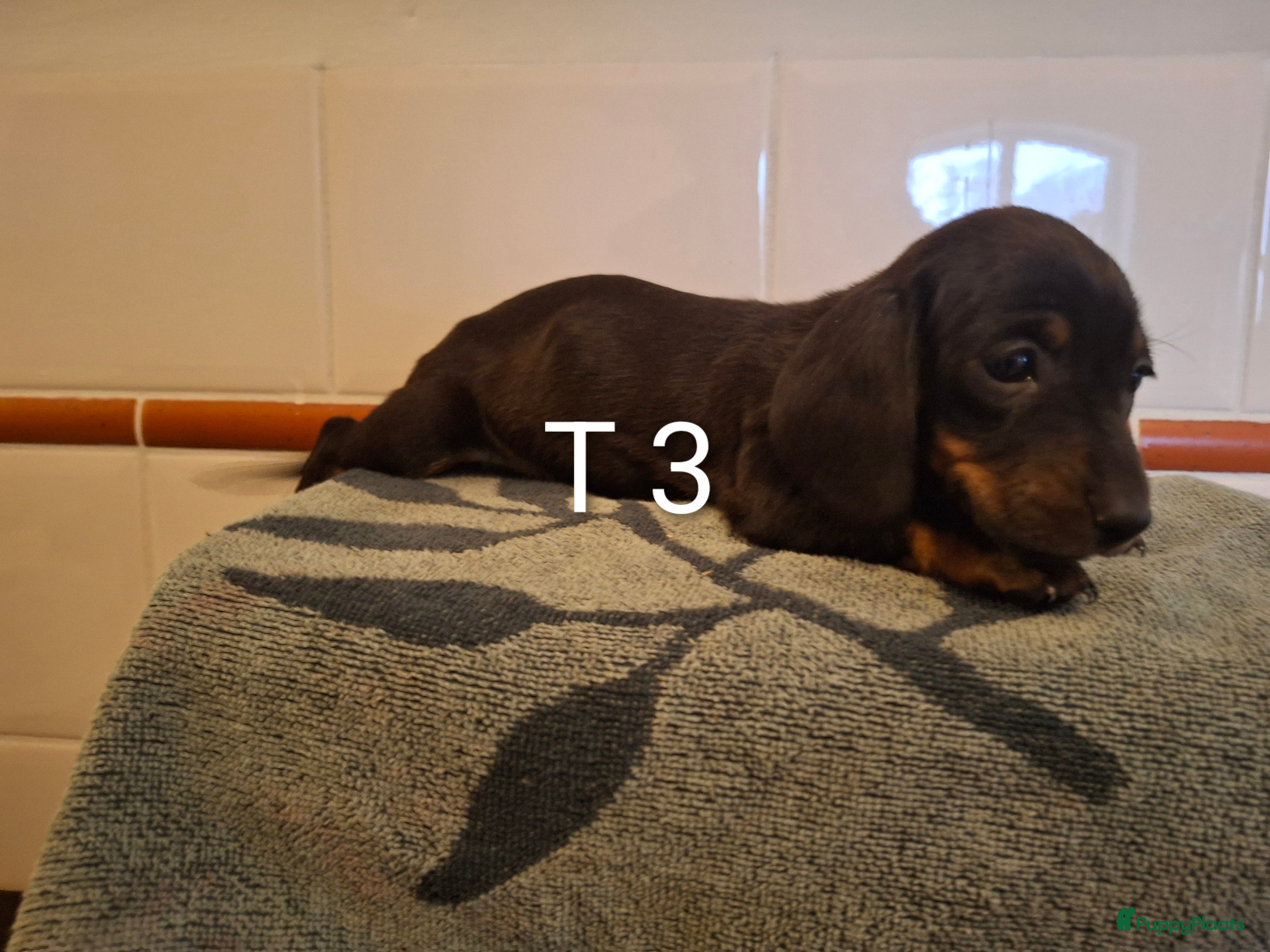 Teckel (korthaar)  honden Black and tan teckel pups  - Advertentie 2