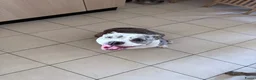 Amerikaanse Bully honden te koop: Mooie bully’s  - Advertentie 7