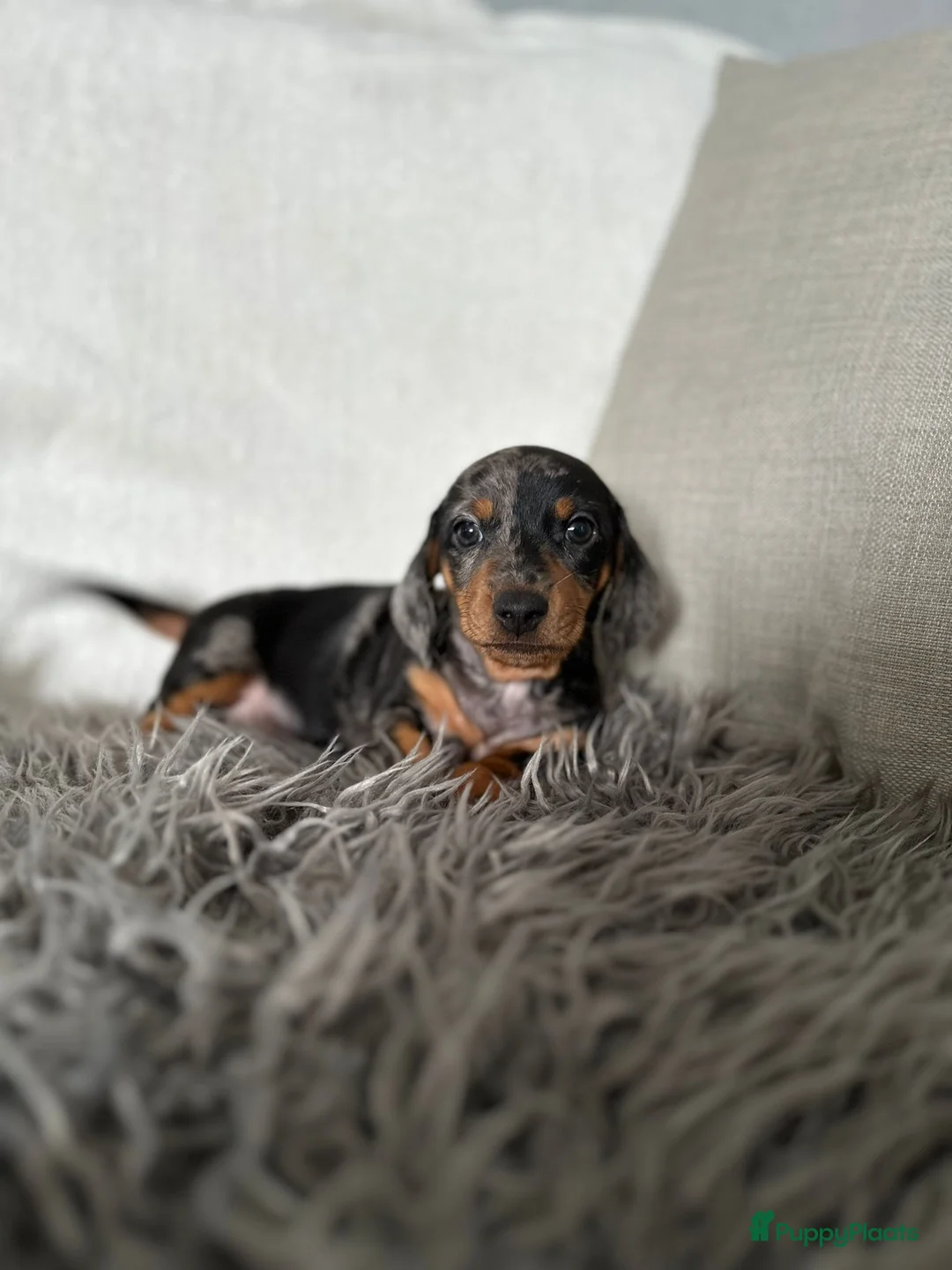 Teckel (korthaar)  honden te koop: Kortharige dwergteckels - Advertentie 2
