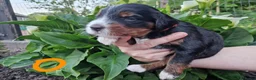 Bernedoodle honden te koop: Medium Bernedoodle - Advertentie 16