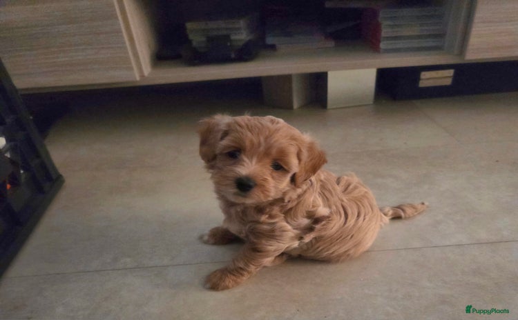 Maltipoo honden - Advertentie 1