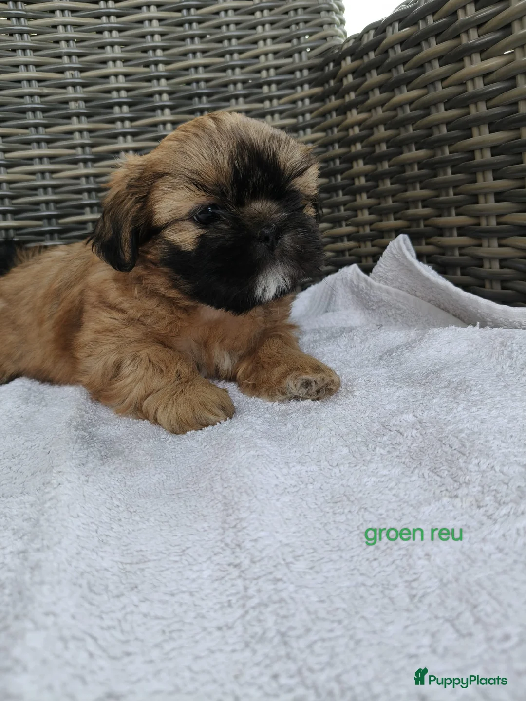 Shih Tzu honden te koop: Mooie Shih Tzu pups - Advertentie 2