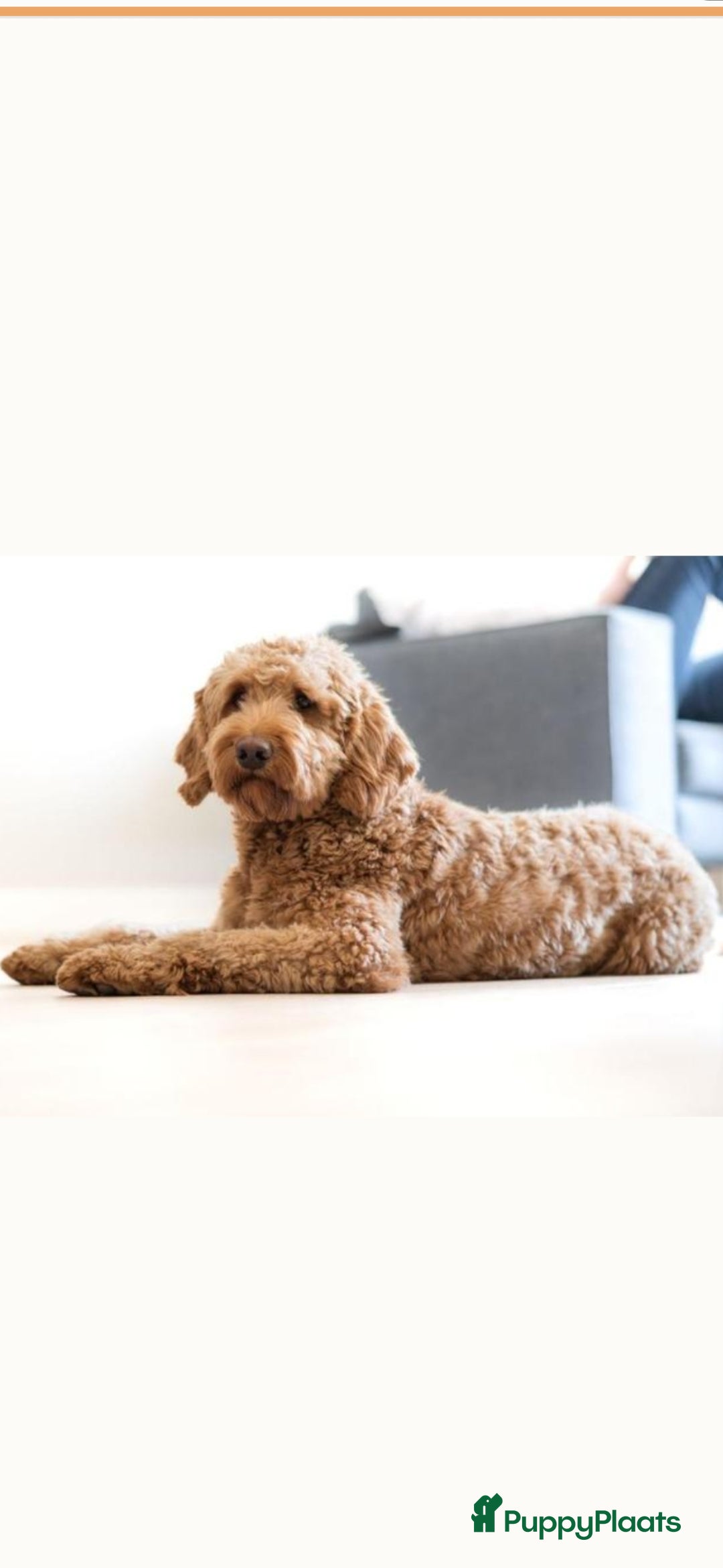 Labradoodle honden Dekreu labradoodle X Goldendoodle - Advertentie 1