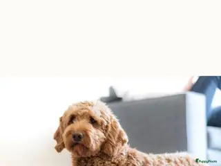 Labradoodle honden Dekreu labradoodle X Goldendoodle - Advertentie 1