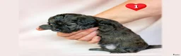 Kruising honden te koop: Prachtige Chi-doodle pups (chihuahua-toypoedel) - Advertentie 3