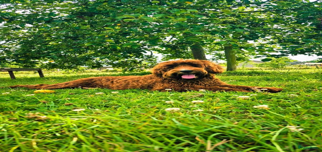 Galerij afbeelding {{count}}