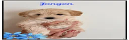 Maltipoo honden te koop: Schattige Maltipoo pups F1 (1x reutje & 1x teefje) - Advertentie 7