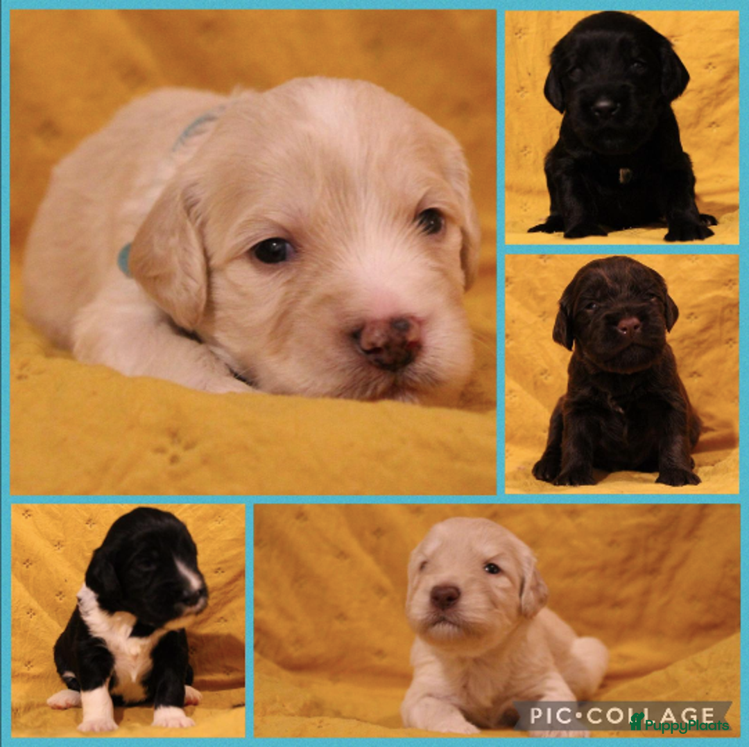 Barbet honden te koop: Barbet pups - Advertentie 13