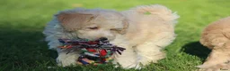 Maltipoo honden te koop: Knappe Maltipoo pups. - Advertentie 4