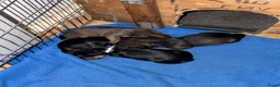 Kruising honden te koop: Teckel pups  - Advertentie 9