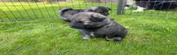 Keeshond honden te koop: Wolfsgrijze keeshond pups - Advertentie 10