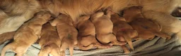 Goldador honden te koop: Goldenretriever x labrador pups  - Advertentie 6