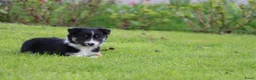 Border Collie honden te koop: Border collie pup - Advertentie 3