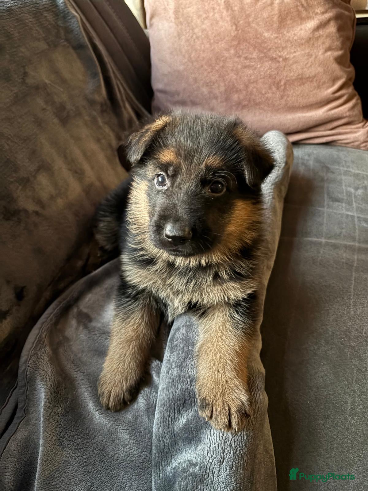 Duitse Herder honden Stamboom Duitseherder pups  HD en ED  vrij - Advertentie 7