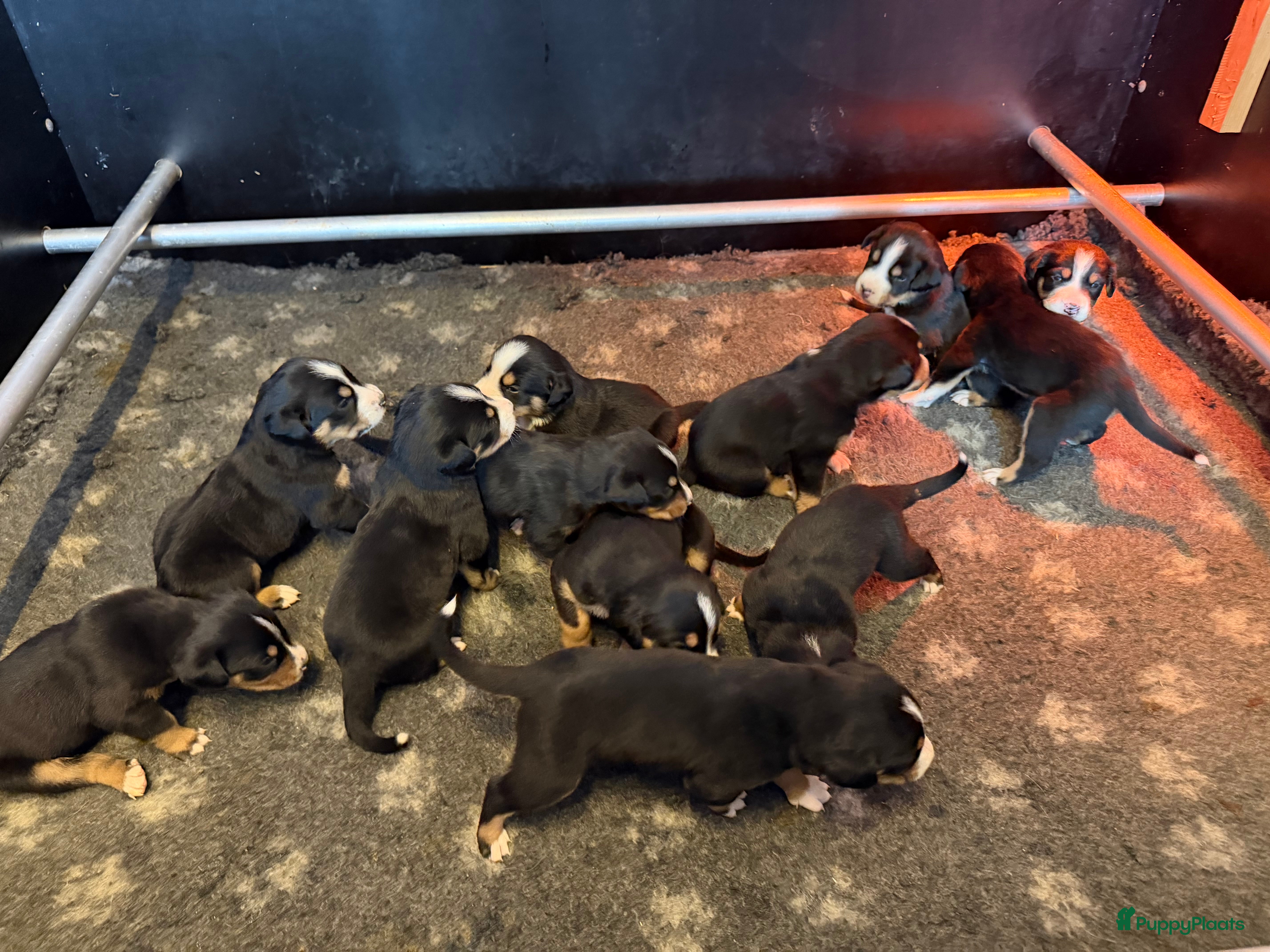 Grote Zwitserse Sennenhond honden Mooie Grote Zwitserse Sennen pups van onze Suus - Advertentie 1