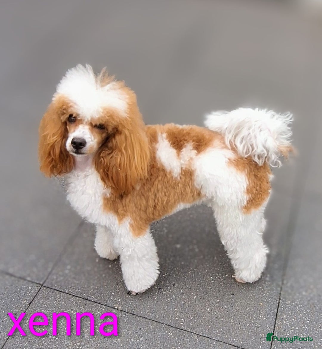 Dwergpoedel honden te koop: Xenna drachtig van 5 puppy's  - Advertentie 14