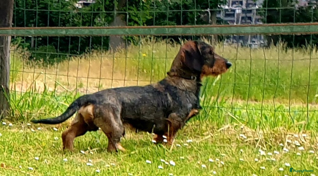 Galerij afbeelding {{count}}