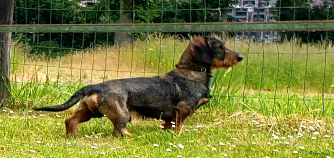 Galerij afbeelding {{count}}