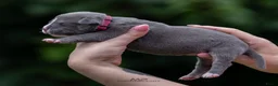 Amerikaanse Bully honden te koop: American Bully pups geboren - 24 juni  - Advertentie 6