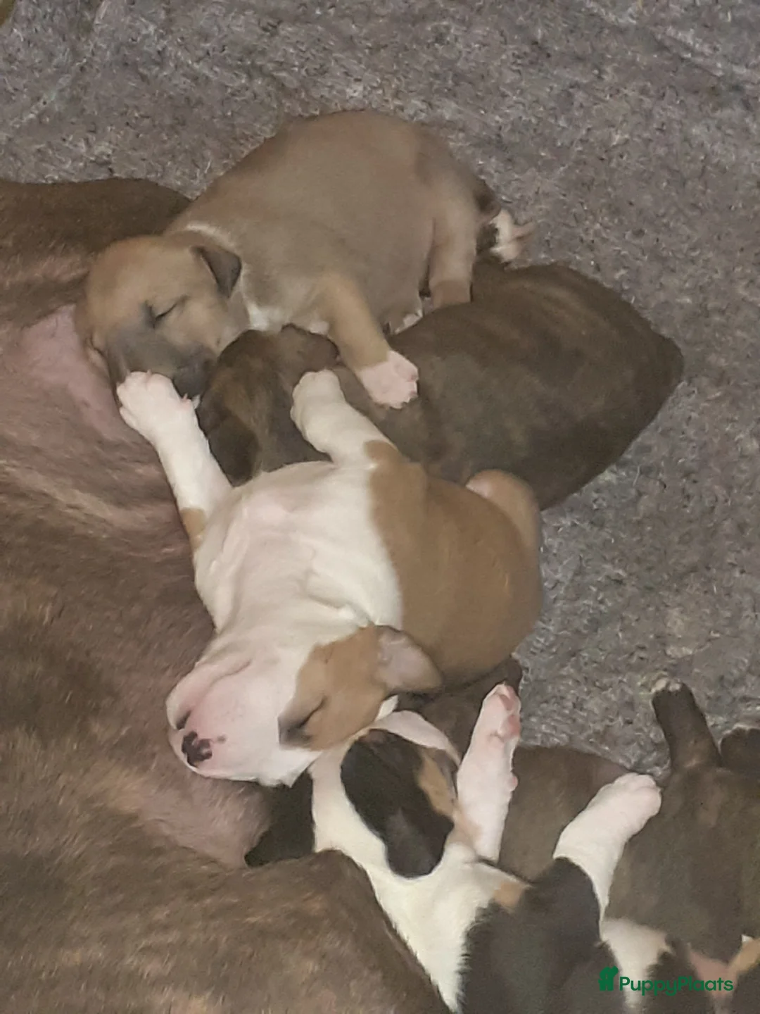 Bull Terriër honden te koop: deze 4 kanjers zijn op zoek naar gouden mandje - Advertentie 2