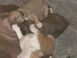 Bull Terriër honden deze 4 kanjers zijn op zoek naar gouden mandje - Advertentie 2