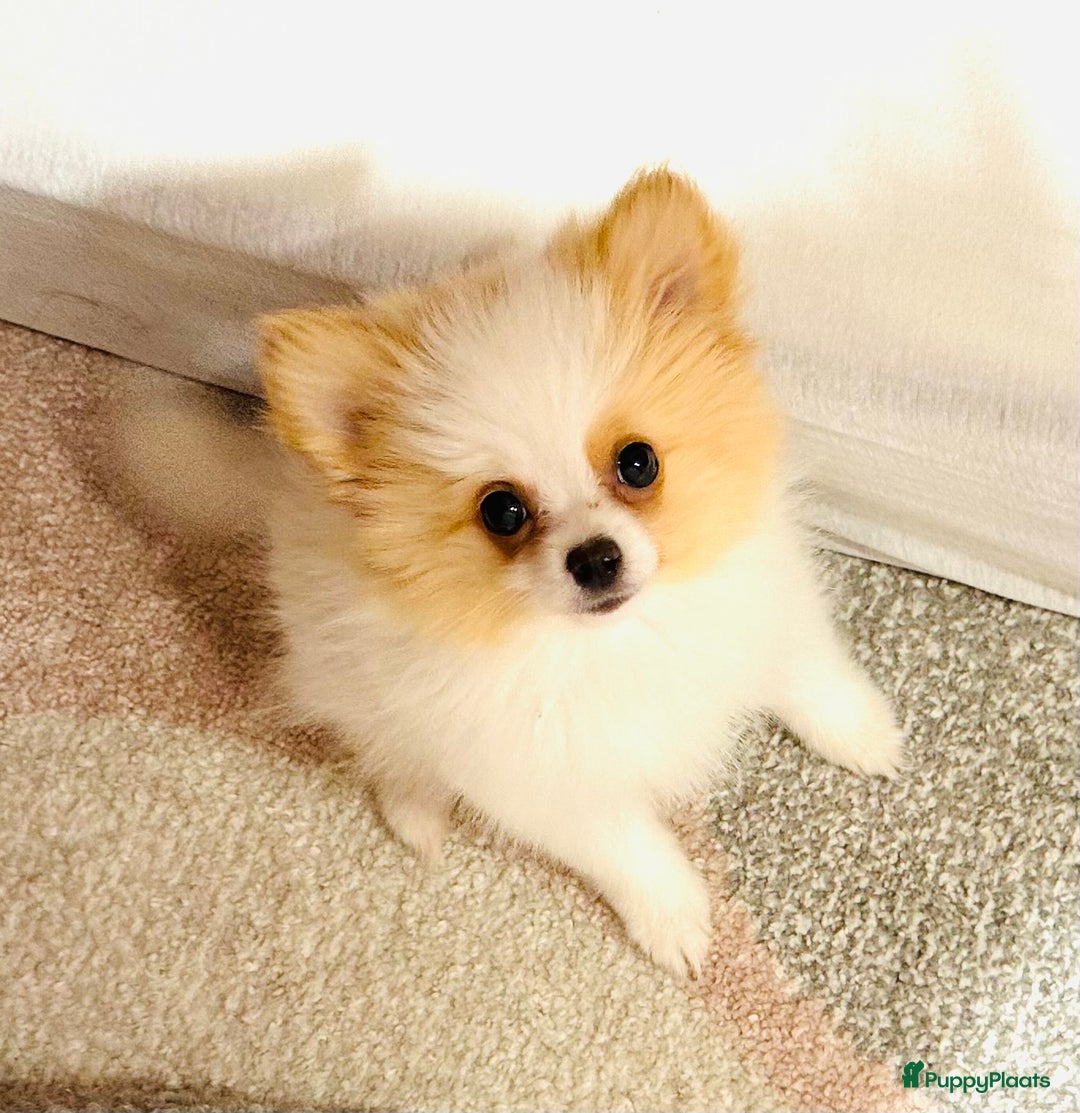 Pomeriaan honden te koop: Mini pomeranian pomeriaan teefje volledig ingeent - Advertentie 6