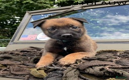Mechelse Herder honden te koop: Mechelse herder puppy's  - Afbeelding 6