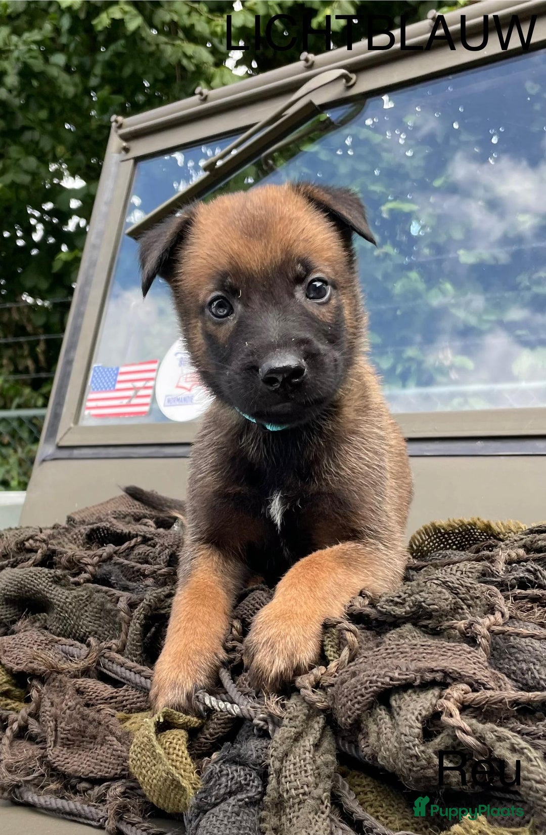 Mechelse Herder honden te koop: Mechelse herder puppy's  - Afbeelding 6