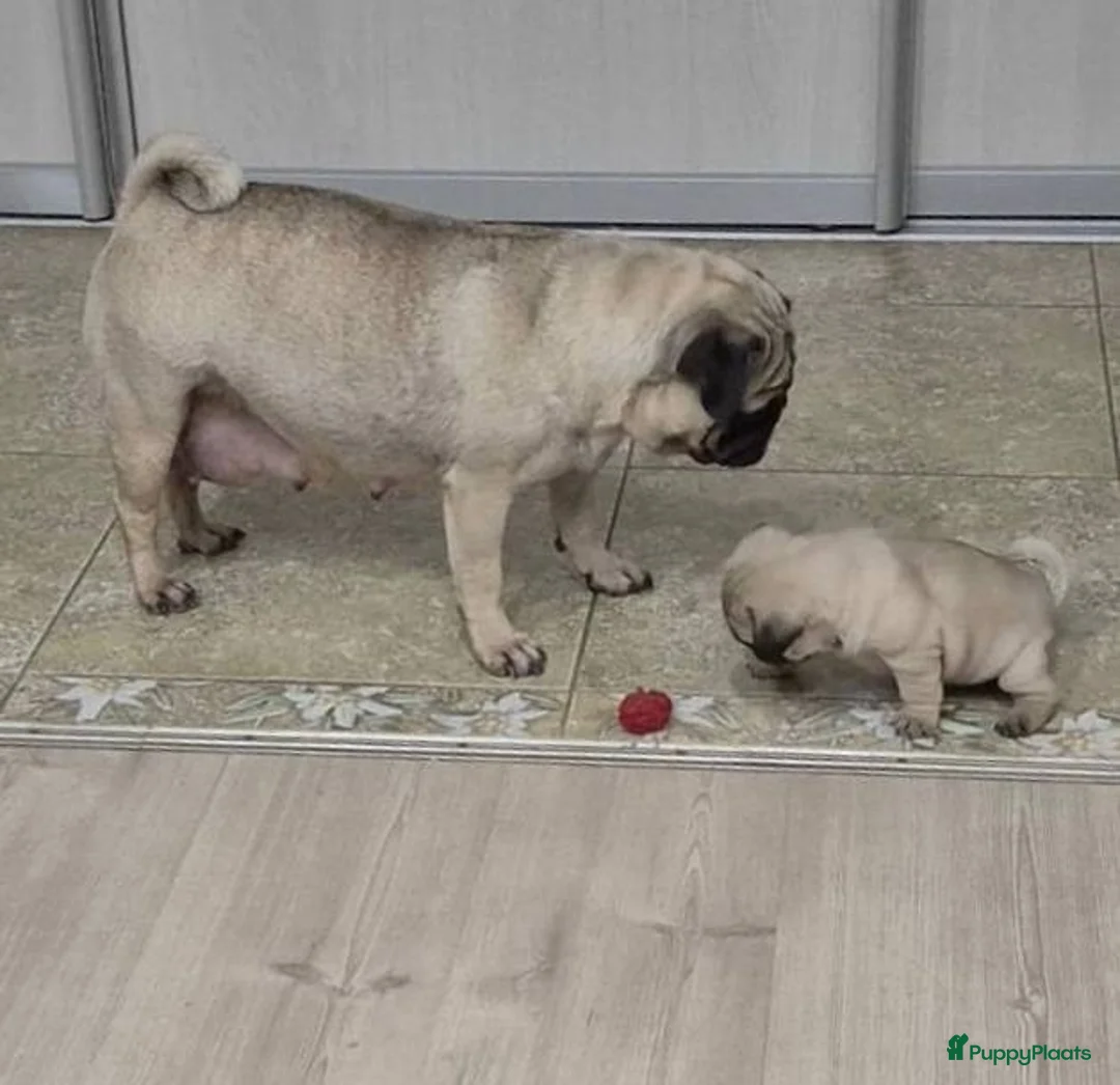 Mopshond honden te koop: Schattige Mopshond puppy’s  - Advertentie 5