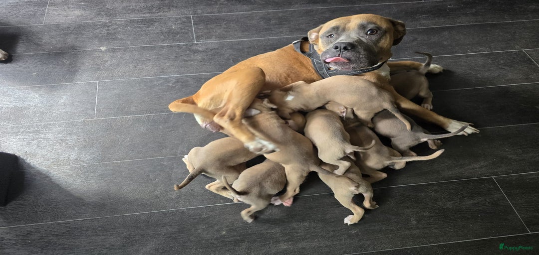 Galerij afbeelding {{count}}