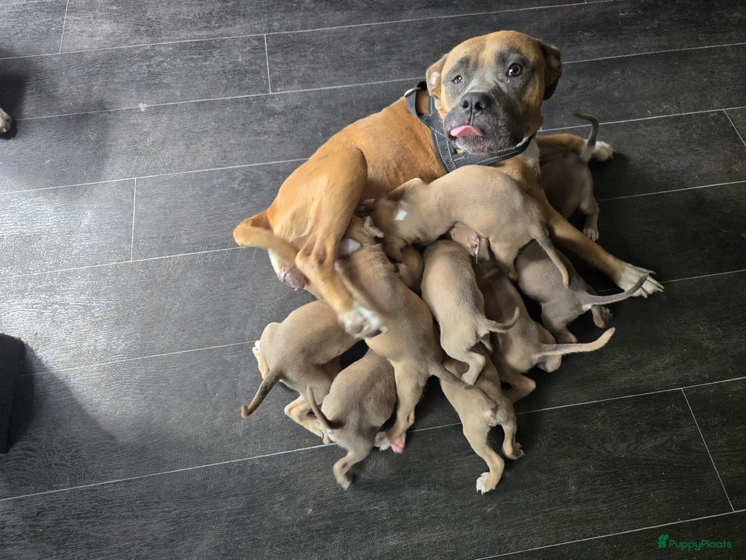 Galerij afbeelding {{count}}