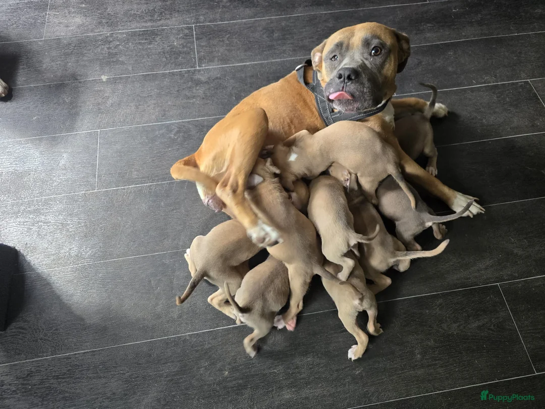 Galerij afbeelding {{count}}