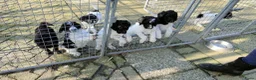 Labradoodle honden te koop: doodle pups beschikbaar  - Advertentie 5