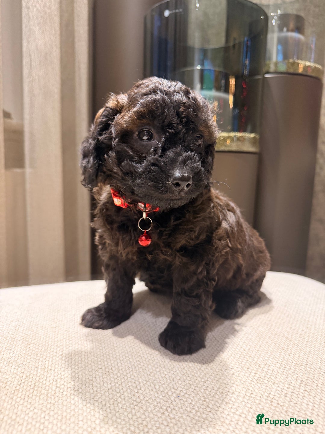 Maltipoo honden te koop: Maltipoo mini pup - Advertentie 1