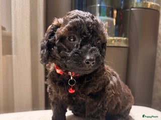 Maltipoo honden Maltipoo mini pup - Advertentie 1