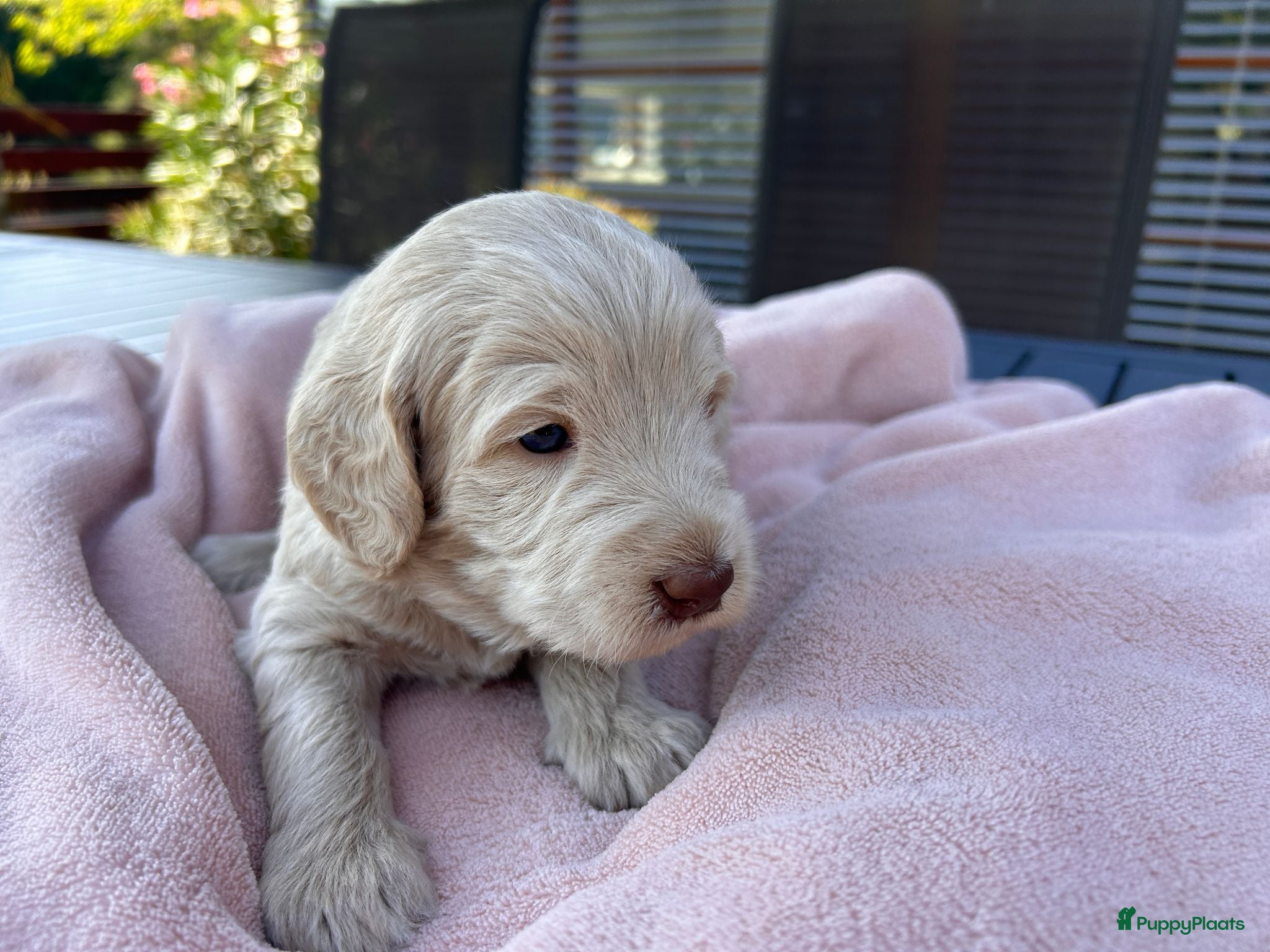 Australian Labradoodle honden Nog 1 prachtige labradoodle pup te koop - Advertentie 2
