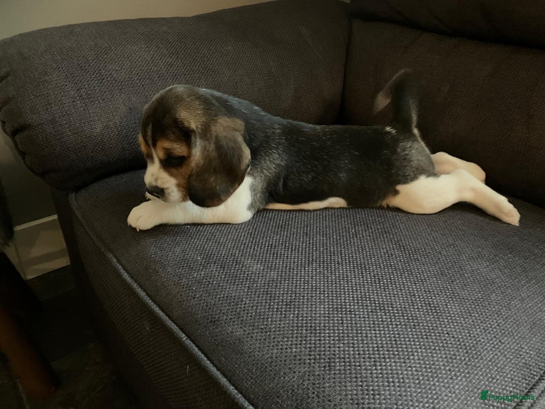 Beagle honden te koop: Beagle pups - Advertentie 5