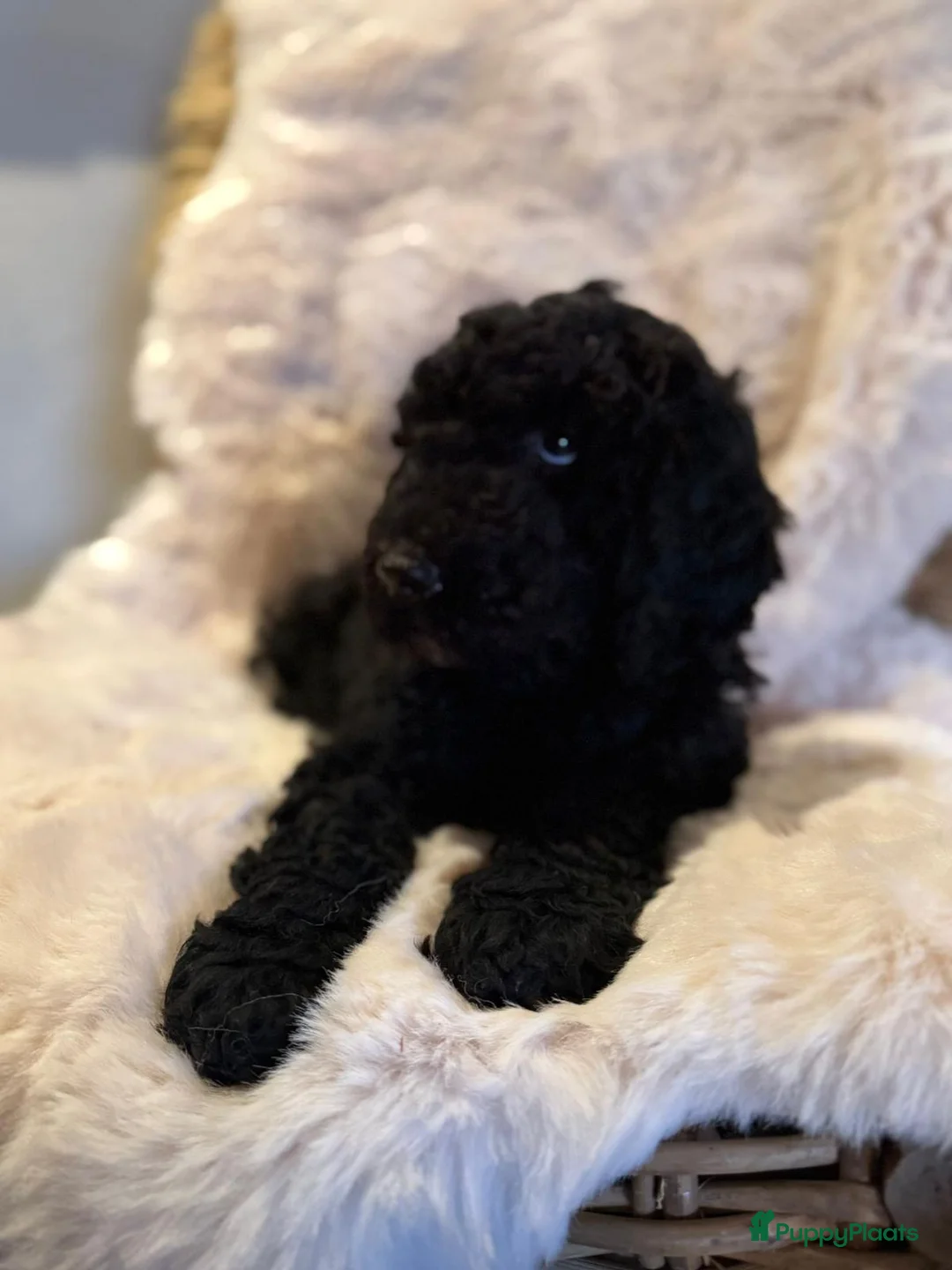 Kruising honden te koop: Middenslag golden doodles van dierenarts te koop - Advertentie 3