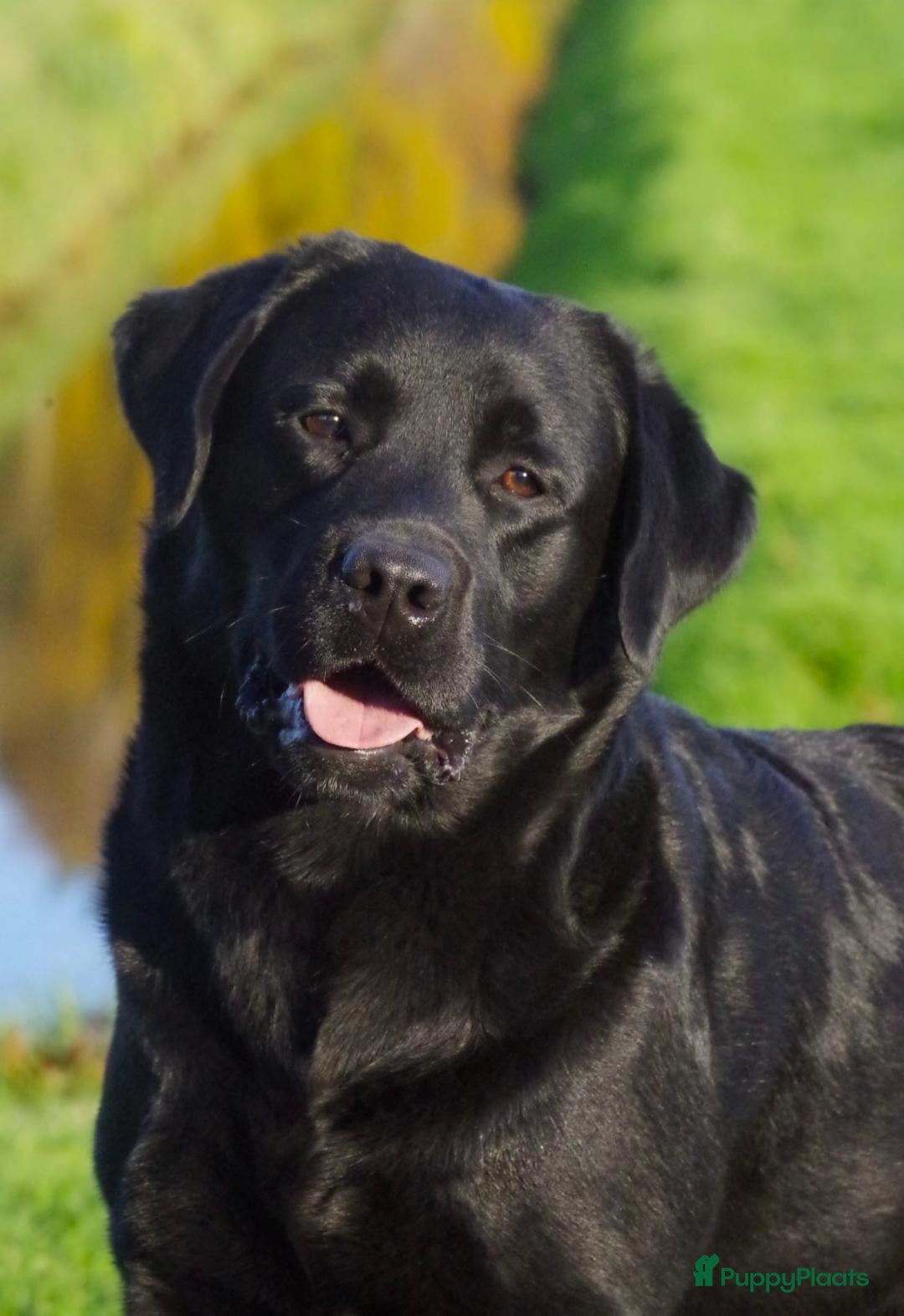 Labrador Retriever honden Prachtige labrador pups, nog 2 beschikbaar. - Advertentie 2