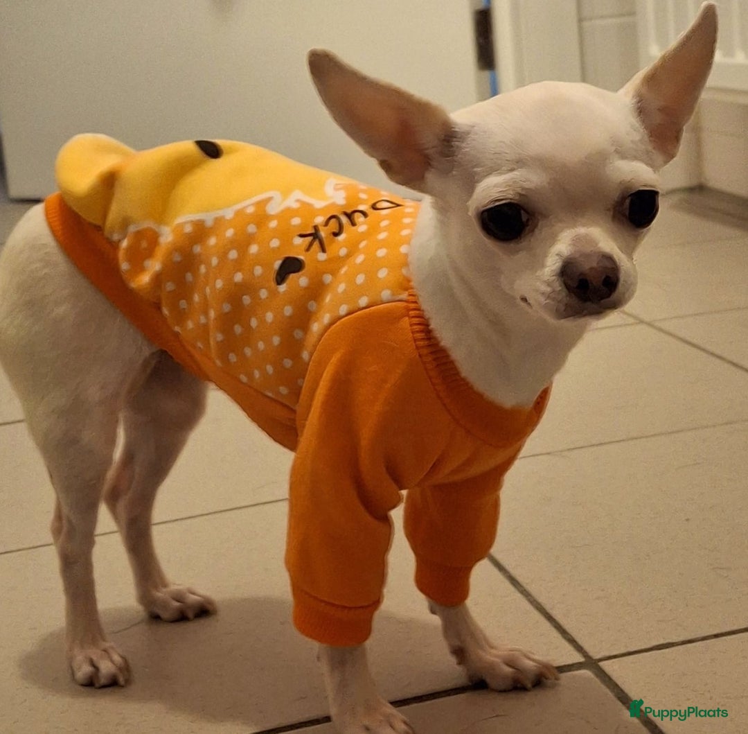 Chihuahua honden ter adoptie: kleine Snowy waar mag zijn mandje komen te staan  - Advertentie 3