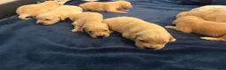 Golden Retriever honden te koop: Lieve donkere golden retriever pups in Zwartsluis - Advertentie 2