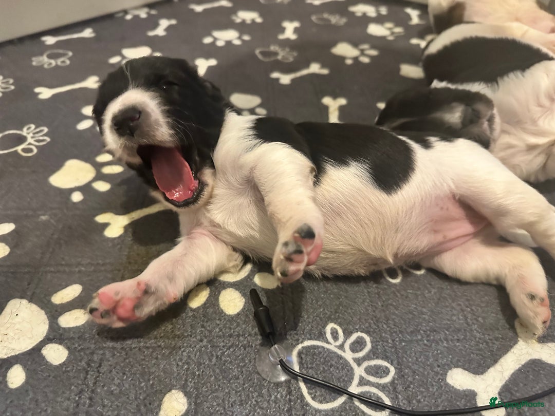 Kruising honden te koop: Nog 2 knuffelbare kruising puppy’s beschikbaar  - Afbeelding 16